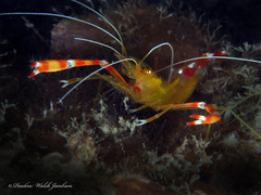 Stenopus scutellatus