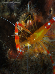 Stenopus scutellatus
