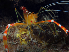 Stenopus scutellatus