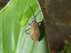 Cimolus luteus