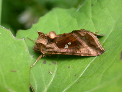 Autographa jota
