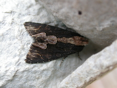 Dypterygia scabriuscula