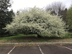 Malus sargentii