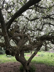 Malus sargentii