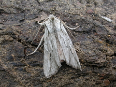 Lithophane leautieri