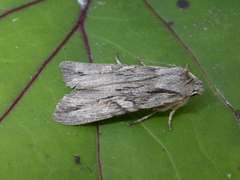 Lithophane leautieri