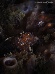 Hypleurochilus bermudensis