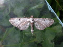 Eupithecia succenturiata