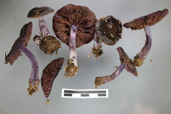 Thaxterogaster chalybeus