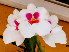 Miltoniopsis
