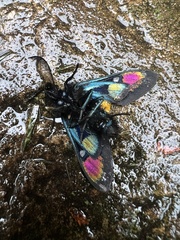 Chrysocale