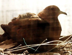 Streptopelia senegalensis