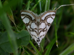 Nymphula nitidulata