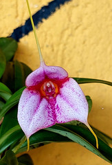 Masdevallia