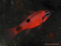 Apogon maculatus