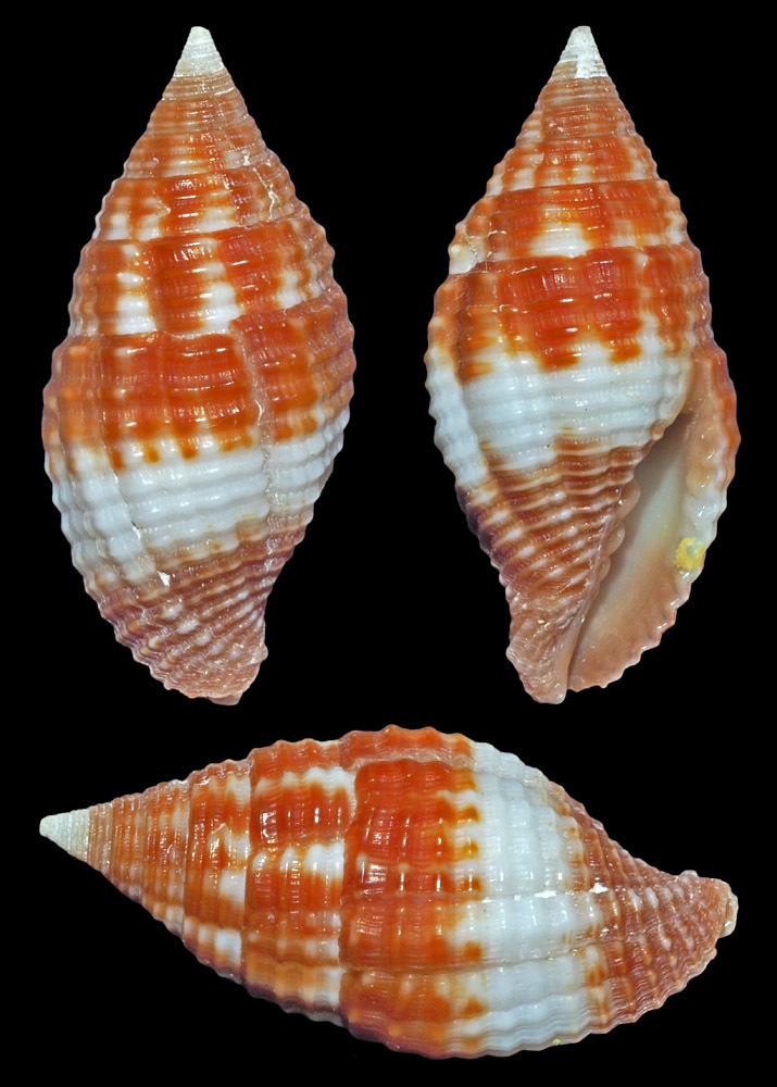 Pseudonebularia rubritincta