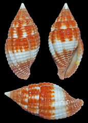 Pseudonebularia rubritincta