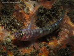 Tigrigobius macrodon