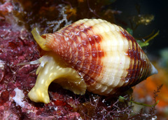 Pseudonebularia rubritincta