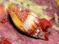 Pseudonebularia rubritincta