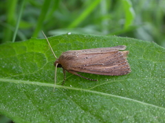 Nonagria typhae