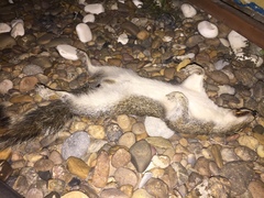 Sciurus alleni