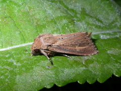 Nonagria typhae