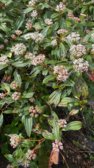 Viburnum davidii