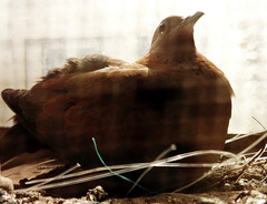 Streptopelia senegalensis