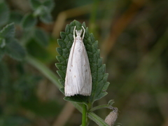 Calamotropha paludella
