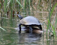 Pseudemys concinna concinna