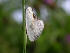 Cilix glaucata
