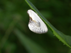 Cilix glaucata