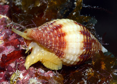 Pseudonebularia rubritincta