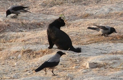 Corvus cornix