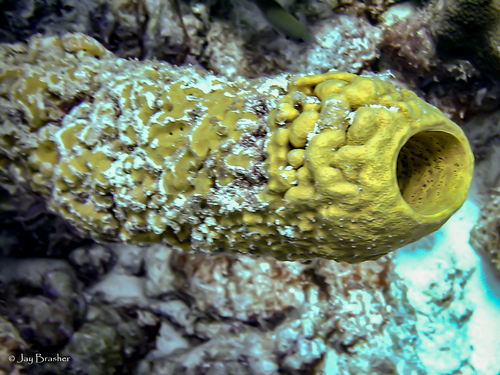 Photo of Stove-pipe sponge (Aplysina archeri)