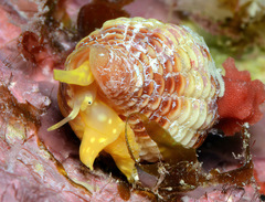 Pseudonebularia rubritincta