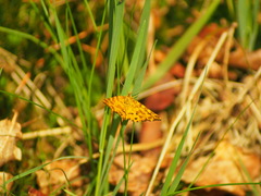 Pseudopanthera macularia