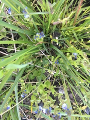 Muscari neglectum