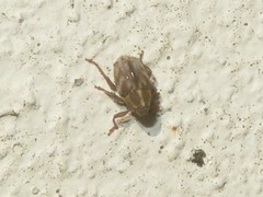 Trichosirocalus troglodytes