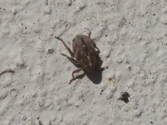 Trichosirocalus troglodytes