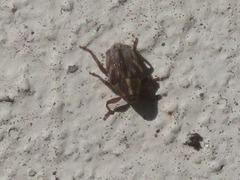 Trichosirocalus troglodytes