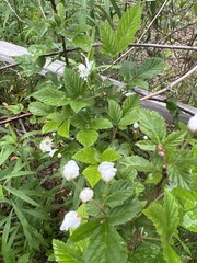 Rubus argutus