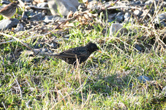 Sturnus vulgaris