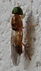 Sargus elegans