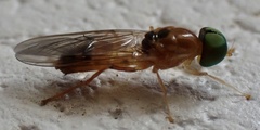 Sargus elegans