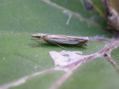 Crambus pascuella