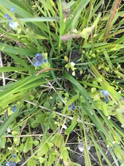 Muscari neglectum