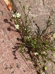 Sagina decumbens