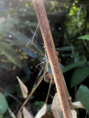 Ghilianella puncticauda